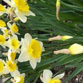 Ice Follies Daffodil (Narcissus Ice Follies) Img 2
